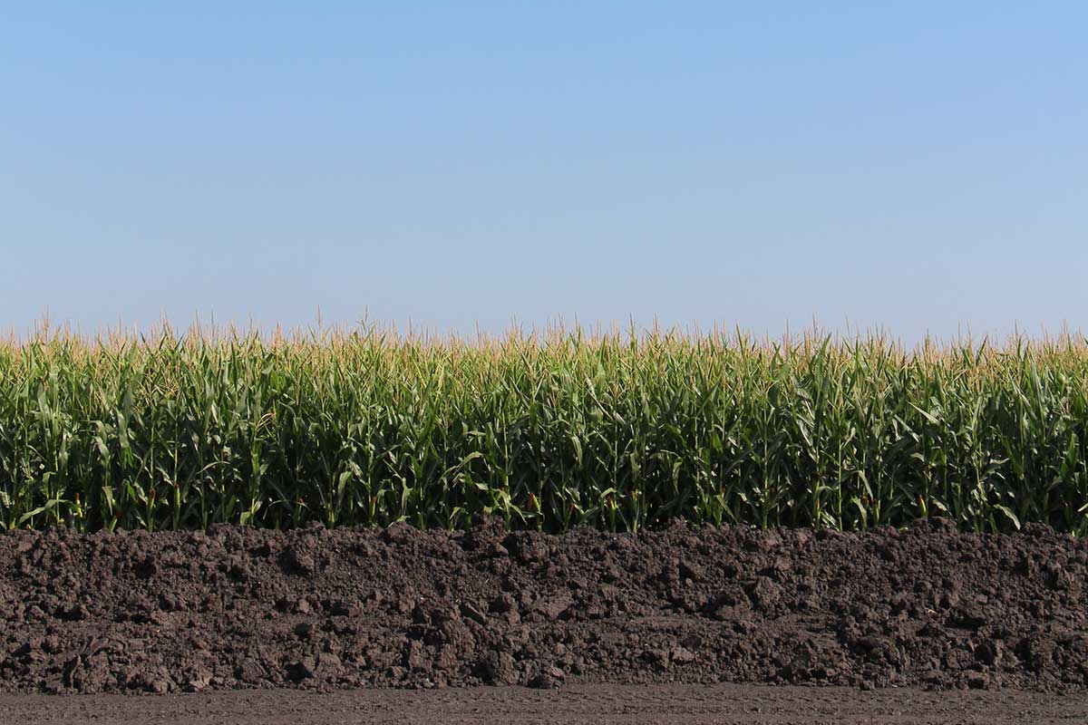 Corn field