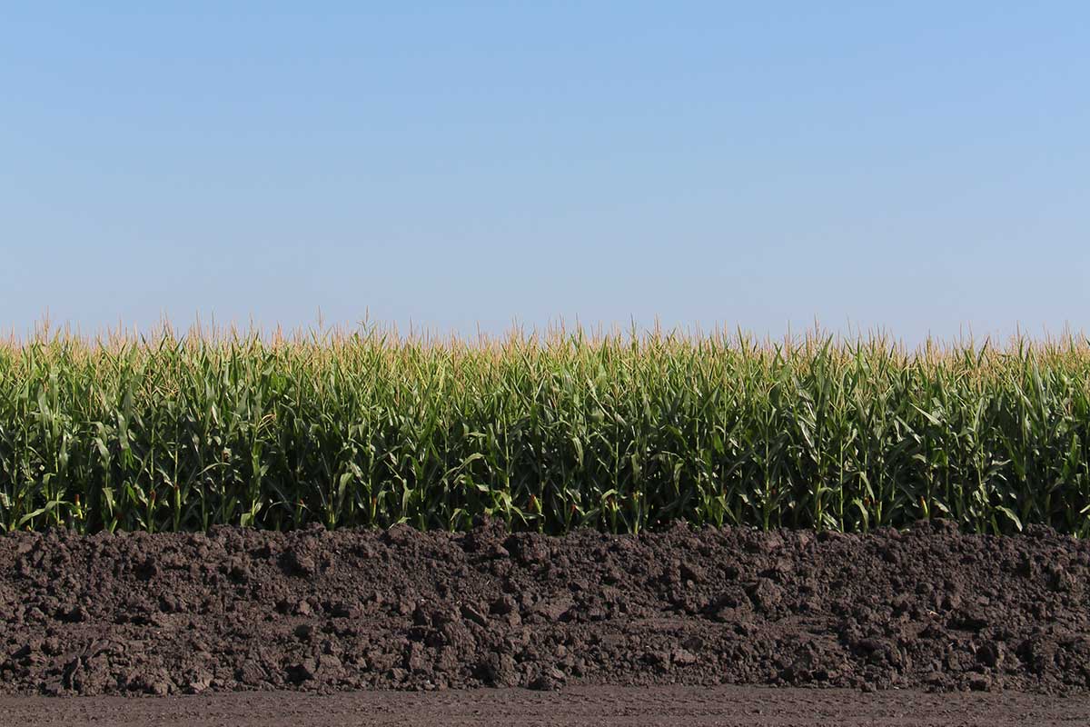 Corn field